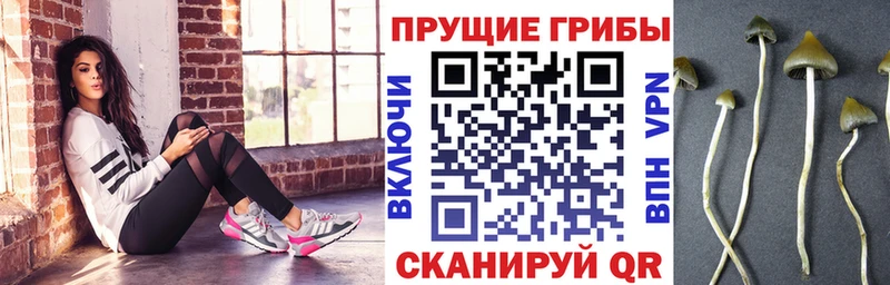 Галлюциногенные грибы Psilocybine cubensis  shop клад  Динская  как найти закладки 
